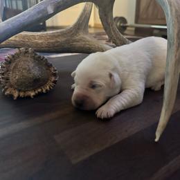 Pink Collar - Yellow female Labrador Retriever puppy in Nampa, Idaho from Gem State English Labrador Retrievers
