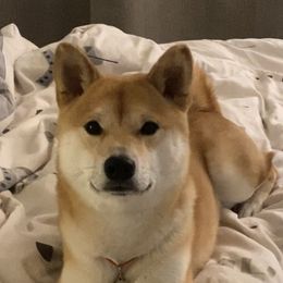 Rocky - Shiba Inu