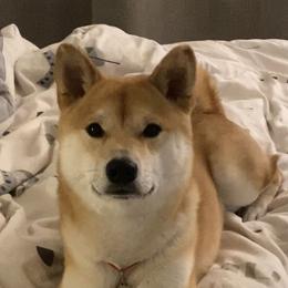 Rocky - Shiba Inu