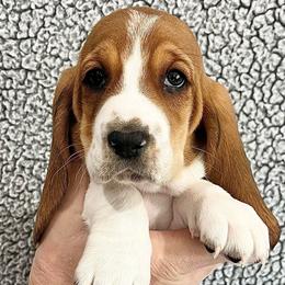 Twizzler (red) - Brown black and white female Basset Hound puppy in Kingsport, Tennessee from Bear’s Bassets