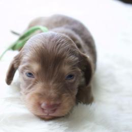 Ash - Chocolate and cream male Dachshund puppy in Morrow, Ohio from Courtney’s Colorful Doxies