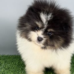 Flower - Black and tan parti female Pomeranian puppy in Newark, Ohio from Keeperofstars Pomeranians