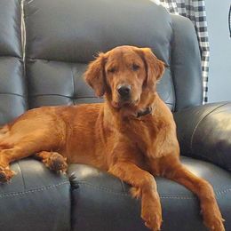 Sadie - Golden Retriever