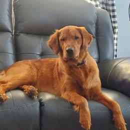 Sadie - Golden Retriever