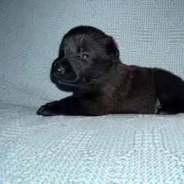 Purple Collar - Mahogany female Belgian Malinois puppy in Trenton, Georgia from Laeknir K9