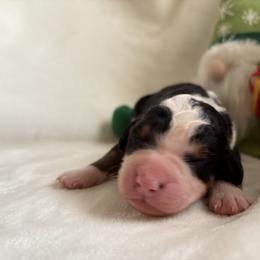 Honey - Tri-color female Bernedoodle puppy in Carlotta, California from Lost Coast Bernese Mountain Dogs