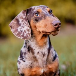 Goose - Dachshund