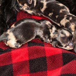 Dapple - Dapple male Dachshund puppy in Port Charlotte, Florida from Vicki's Dachshund Crossing
