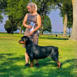 Abby - Rottweiler