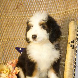 Pink Female - Tri-color female Bernedoodle puppy in Belgreen, Alabama from Scott’s Farm Poodles and Doodles