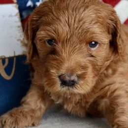 Cavapoos and Goldendoodles from Steph-J’s Doods & Cavapoos