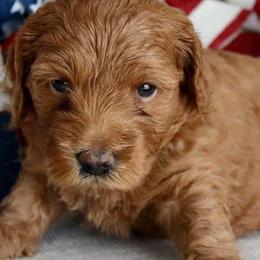 Cavapoos and Goldendoodles from Steph-J’s Doods & Cavapoos