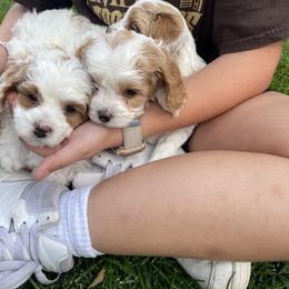 Cavapoo Puppies from Ellas.Pups