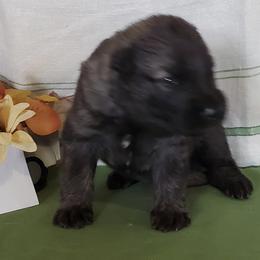 Boy 5 - male Shiloh Shepherd puppy in Caneadea, New York from Strauss Haus Shepherds