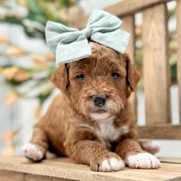 Poppy - Red  female Goldendoodle puppy in Queen Creek, Arizona from Goldendoodle AZ