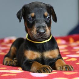 Vendetta - Black and rust female Doberman Pinscher puppy in Overton, Texas from Obsidian Kennel