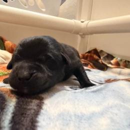 Snickers - Black male Labrador Retriever puppy in Eugene, Oregon from LakeHouse Labrador Retriever LLC