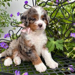 Bernedoodle puppies from Gypsi Doodles & Poodles LLC.