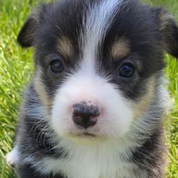 Pembroke Welsh Corgis from Paw Time Corgis