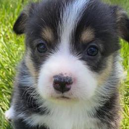 Pembroke Welsh Corgis from Paw Time Corgis