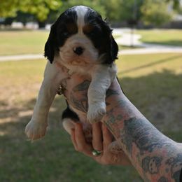 Cavalier King Charles Spaniel Puppies from Critter's Cottage Cavaliers