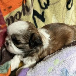 Shih Tzu puppies from Simply Shih Tzu