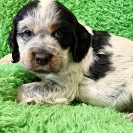 Hamburg - Black white and tan male English Springer Spaniel puppy in Madison, Indiana from McCollough's Pawsome Spaniels and Danny's Delightful Dachshunds