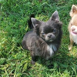 Annie - Chihuahua