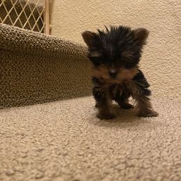 Pomeranian and Yorkshire Terrier Puppies from BC Breeders Association
