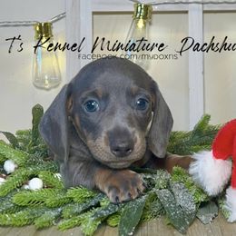 Sawyer - Blue and tan Dachshund puppy in Poplarville, Mississippi from T's Kennel