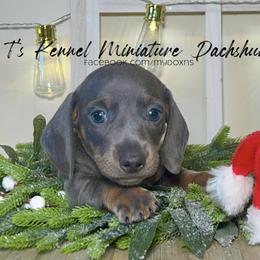 Sawyer - Blue and tan Dachshund puppy in Poplarville, Mississippi from T's Kennel