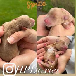 Pumpkin Spice - Cream male Dachshund puppy in Bonney Lake, Washington from HP Dachs