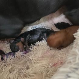 Black Boy 2 - Black and rust male Miniature Pinscher puppy in Georgetown, Texas from Rehdiant Miniature Pinschers
