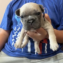 Girl 7 - Fawn and white French Bulldog puppy in Williamston, North Carolina from Beth’s Precious Dachshunds and Frenchies