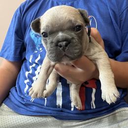 Girl 7 - Fawn and white French Bulldog puppy in Williamston, North Carolina from Beth’s Precious Dachshunds and Frenchies