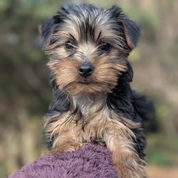 Sunny - Black and tan female Yorkshire Terrier puppy in Columbia, South Carolina from Ariadna Boyd