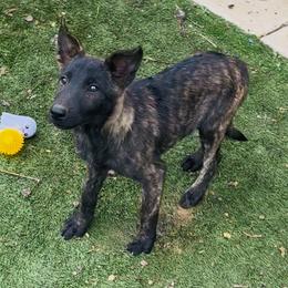 AKC Eli - Gold brindle male Dutch Shepherd puppy in Hastings, Minnesota from Century Hills Farm
