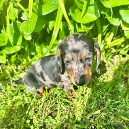Wila - Dapple female Dachshund puppy in Carrollton, Illinois from Kelly's Doxies