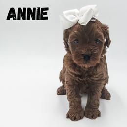 Annie - Red  female Goldendoodle puppy in Eagle Mountian, Utah from The Puppy Family