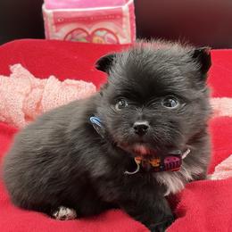 Dapper - Black male Pomeranian puppy in Franklin, North Carolina from A&J Cutie Pawtooties