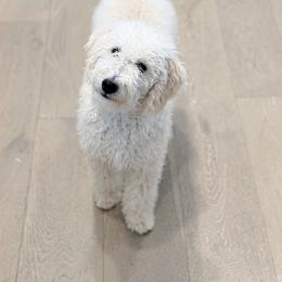 Hunter - White male Bernedoodle puppy in Caldwell, Idaho from Boise Doodle Co.