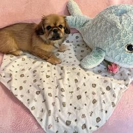 Maria - Red sable female Pekingese puppy in Goodlettsville, Tennessee from Mammy's Pekingese