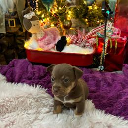 Girl 1 - Chocolate and white Teddy Roosevelt Terrier puppy in Robards, Kentucky from Dream Tree Kennel