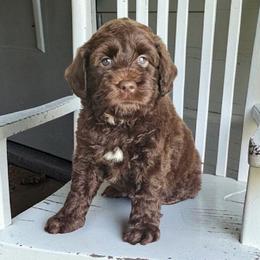 Larry - Chocolate male Australian Labradoodle puppy in Glenford, Ohio from Mi-De Doodles