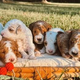 Poodles from Autumn Powell