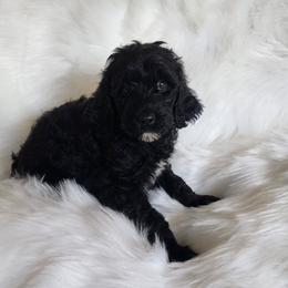Mr Gold - Black male Goldendoodle puppy in Cumming, Georgia from Chattahoochee Kennels