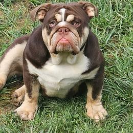 Pipper - Bulldog