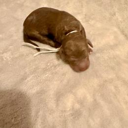 Cozy - Brown male Poodle puppy in Piqua, Kansas from Legacy Farms Standard Poodles