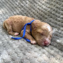 Boy 2 - Golden male Cockapoo puppy in Bedford, Iowa from Our Father’s Doodles