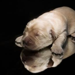Misty - Golden female Golden Retriever puppy in Palmdale, California from AmazingK9s